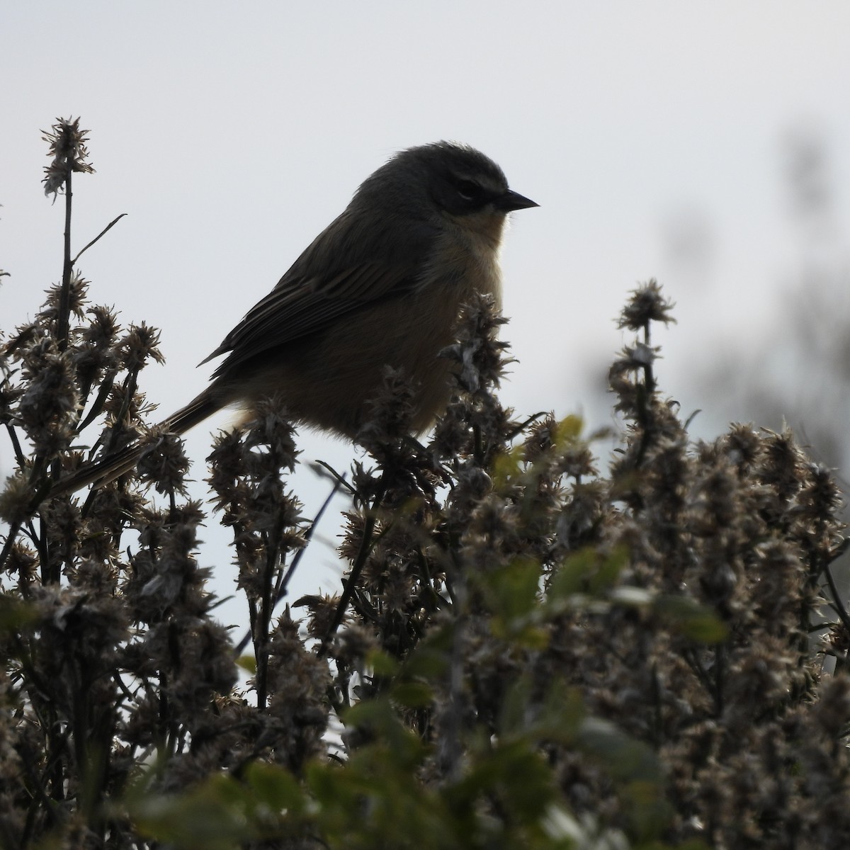 Long-tailed Reed Finch - ML637890996