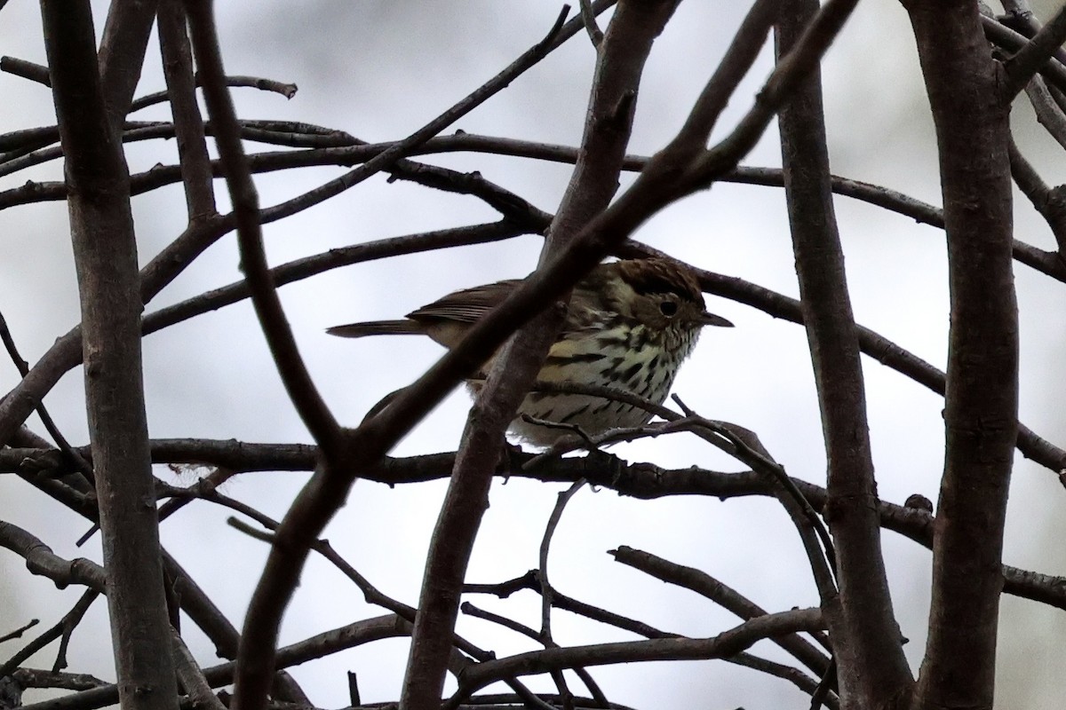 Speckled Warbler - ML637891004