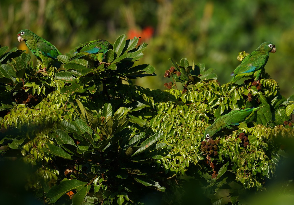 Puerto Rican Amazon - ML637891018
