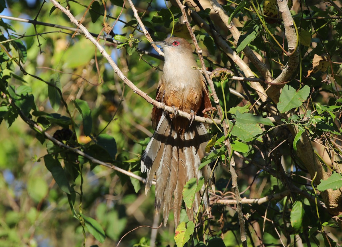 Great Lizard-Cuckoo (Cuban) - ML637891019
