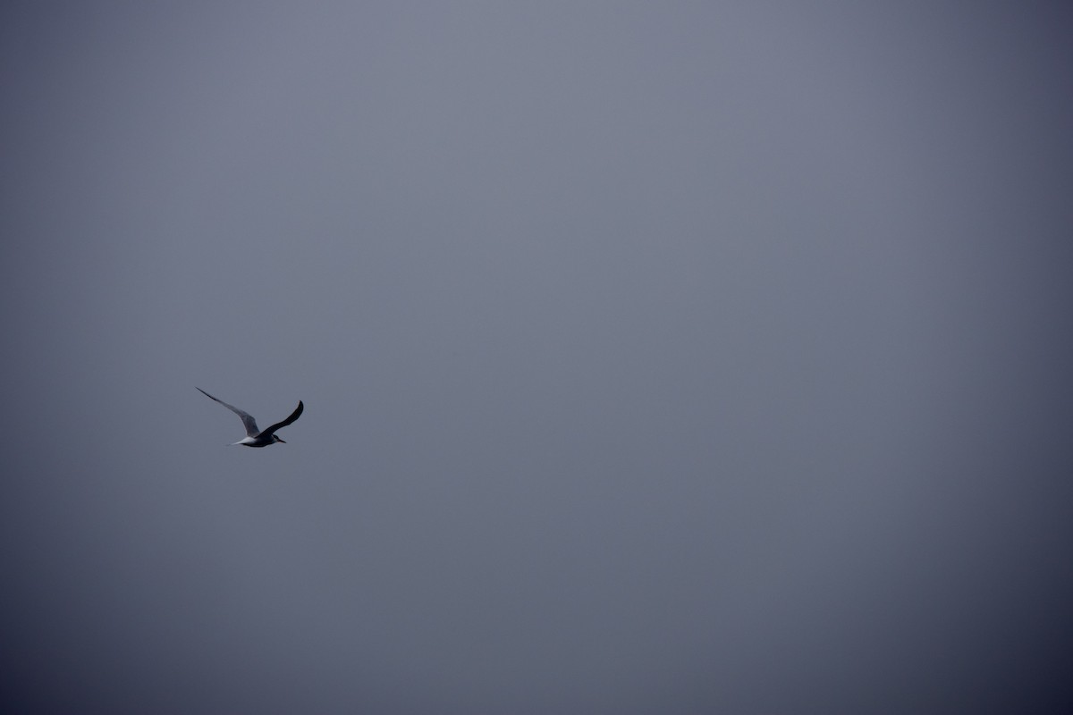 Common/Arctic Tern - ML637891063