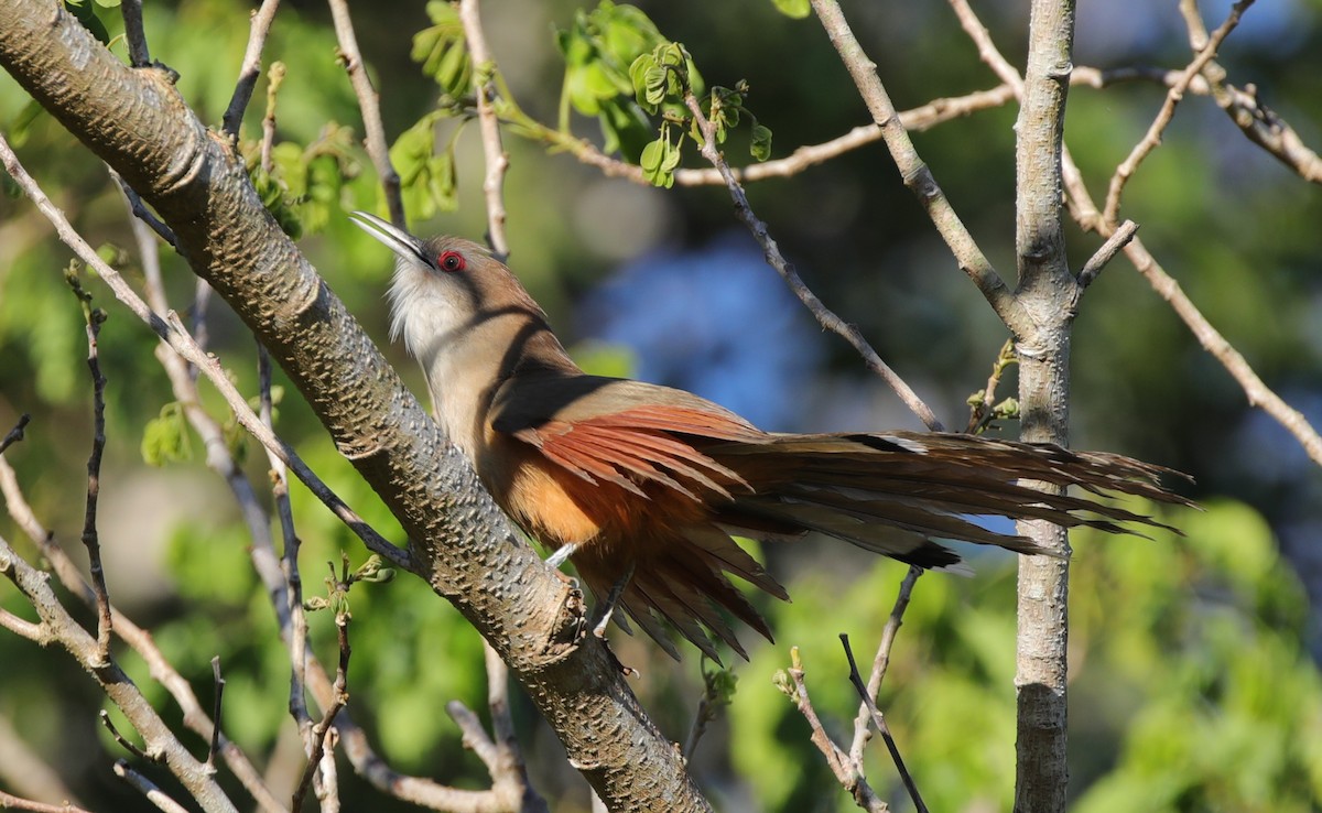 Great Lizard-Cuckoo (Cuban) - ML637891094
