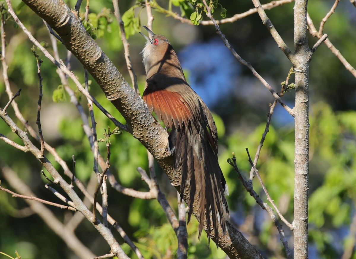 Great Lizard-Cuckoo (Cuban) - ML637891111