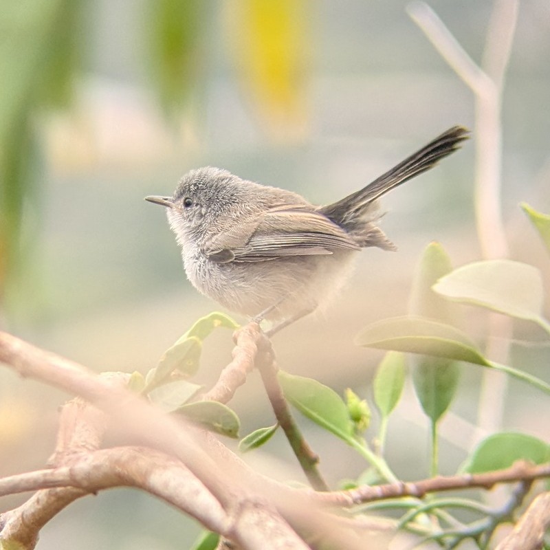California Gnatcatcher - ML637891145