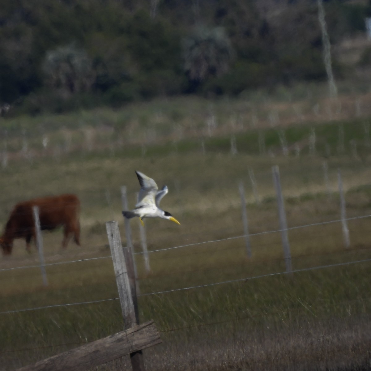 Large-billed Tern - ML637891155