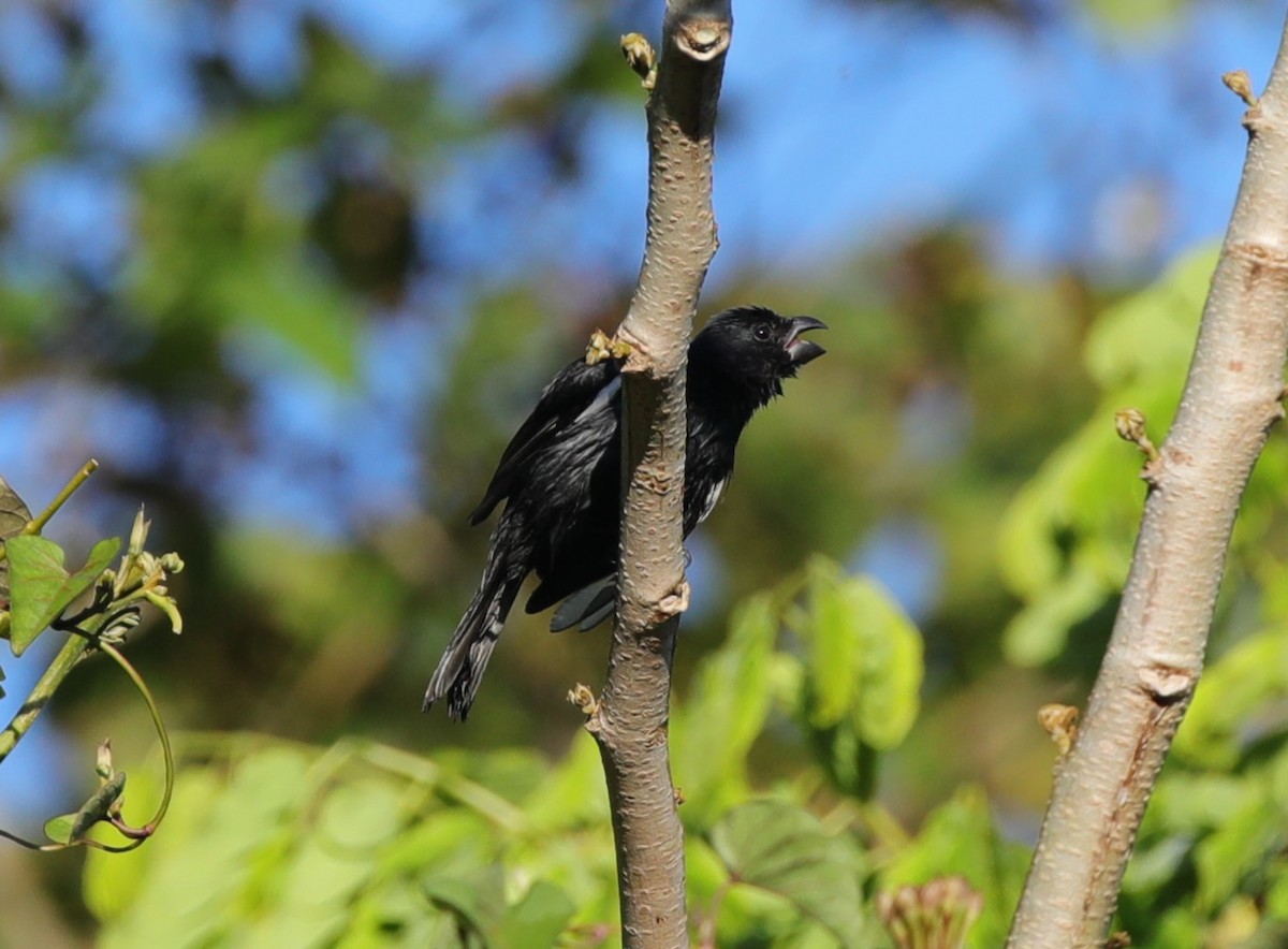 Cuban Bullfinch - ML637891172