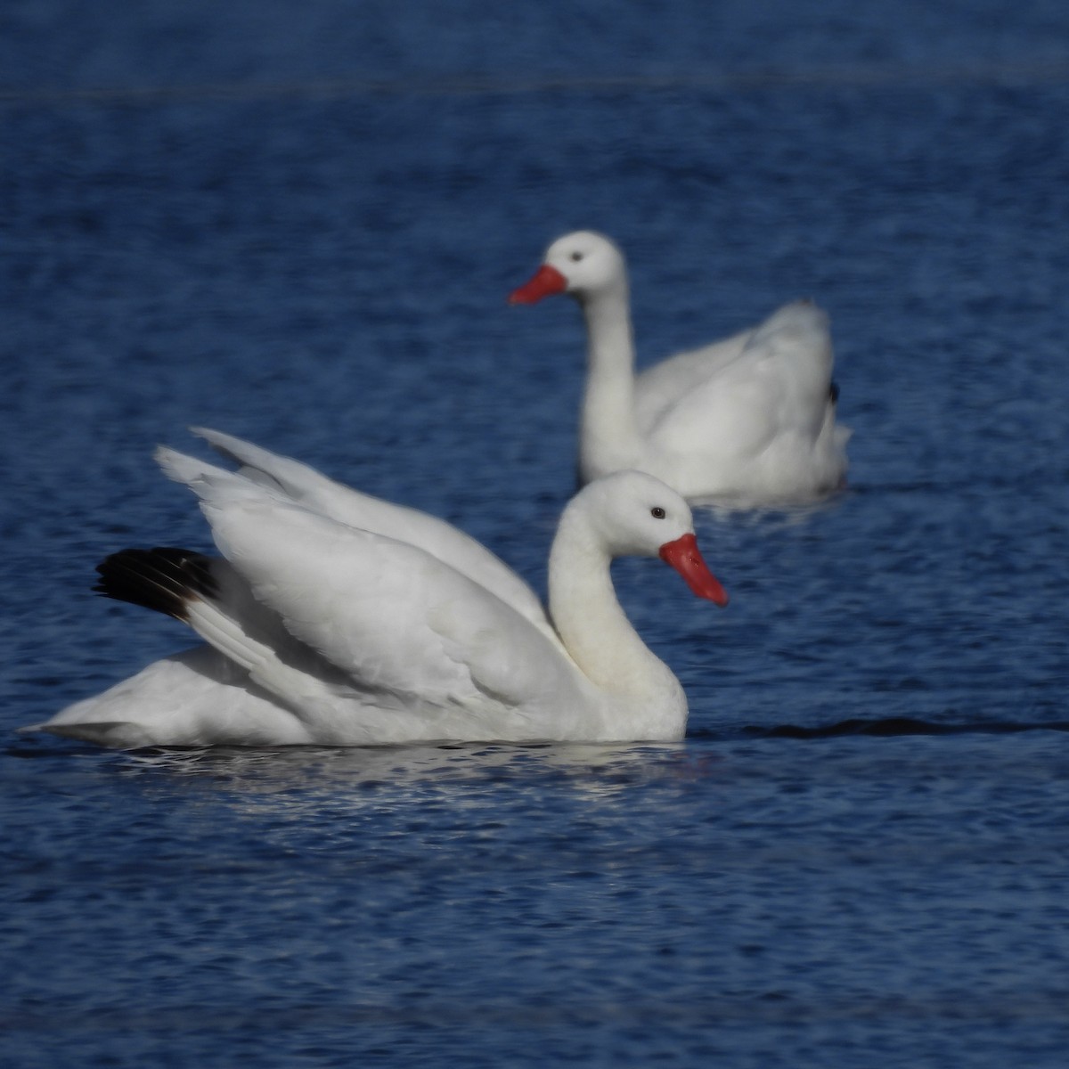 Coscoroba Swan - ML637891202