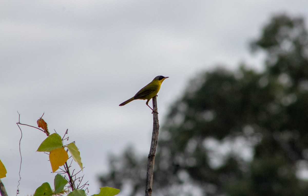Southern Yellowthroat - ML637891216
