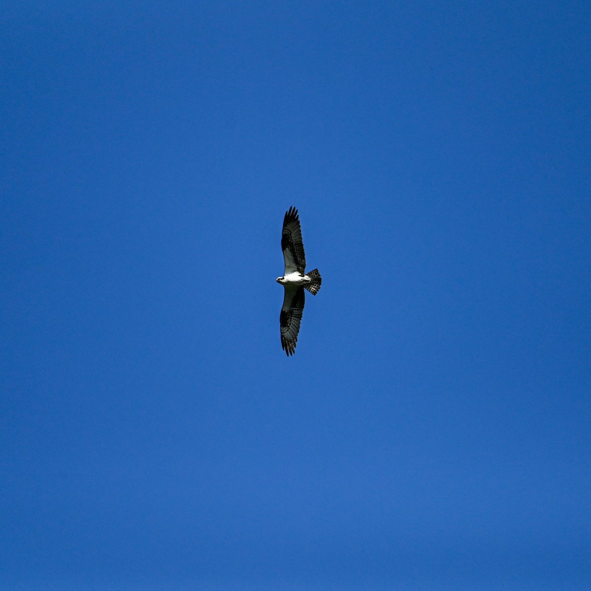 Osprey (American) - ML637891240