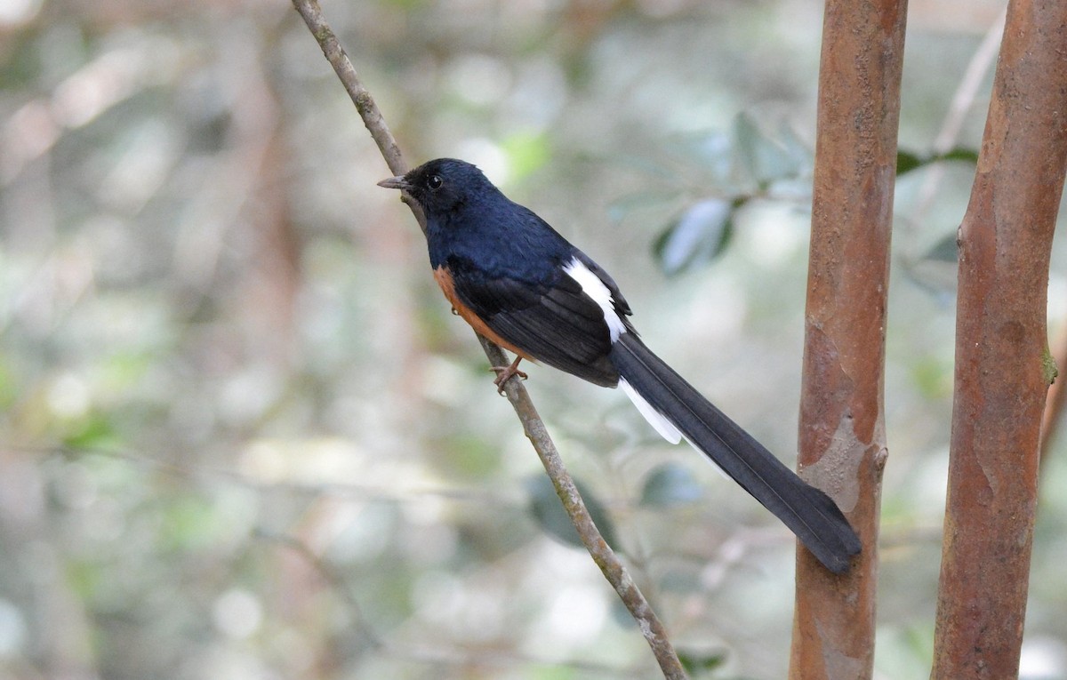White-rumped Shama (White-rumped) - ML637891243