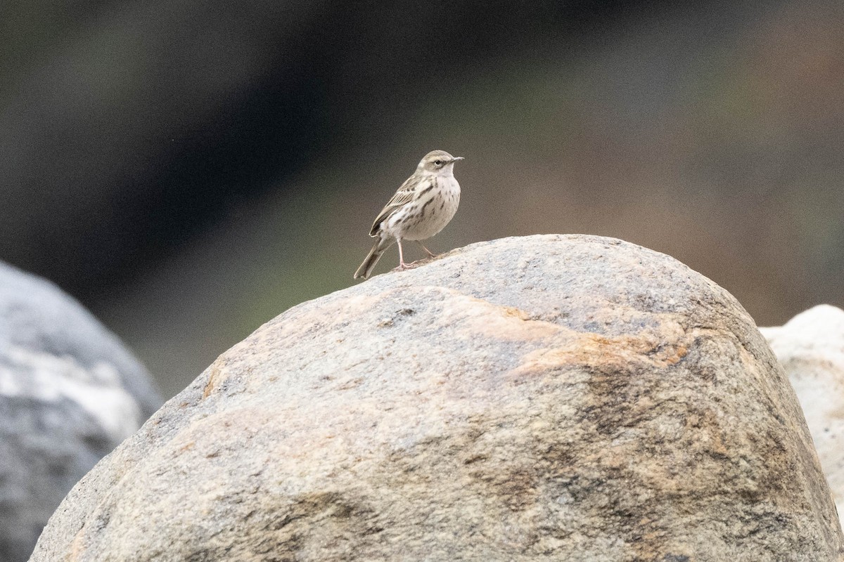 Rosy Pipit - ML637891275