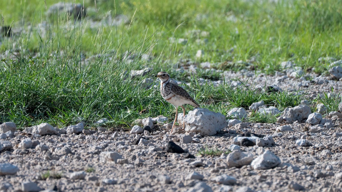 Three-banded Courser - ML637891276