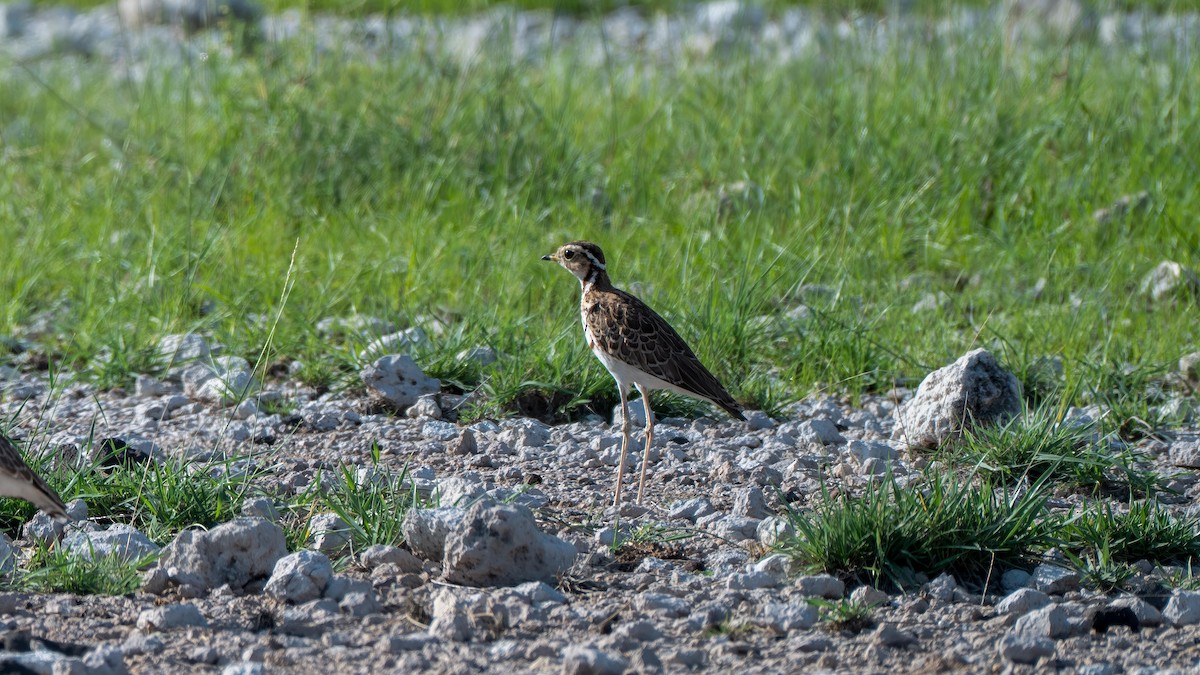 Three-banded Courser - ML637891277