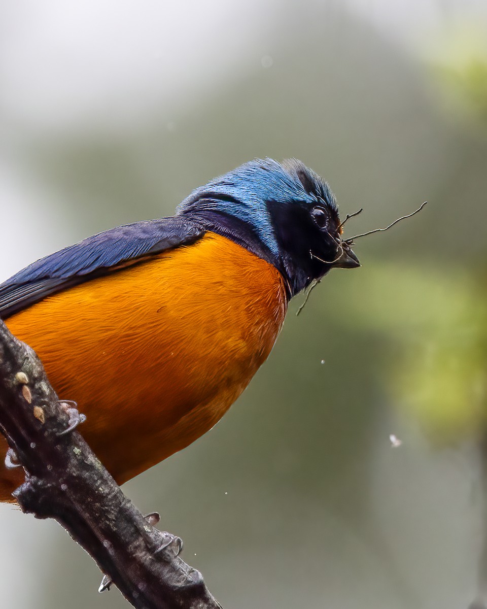 Elegant Euphonia - ML637891317