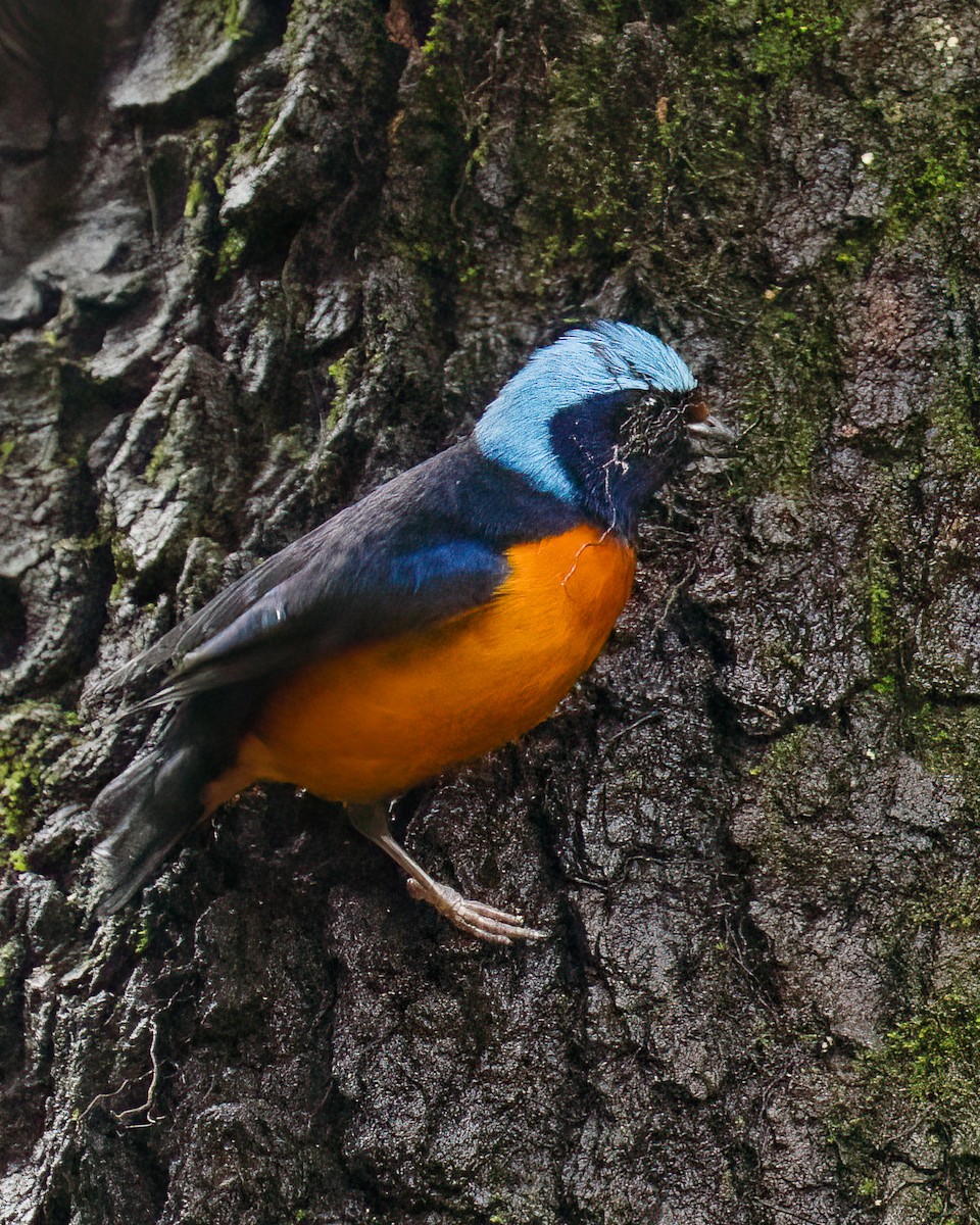 Elegant Euphonia - ML637891320