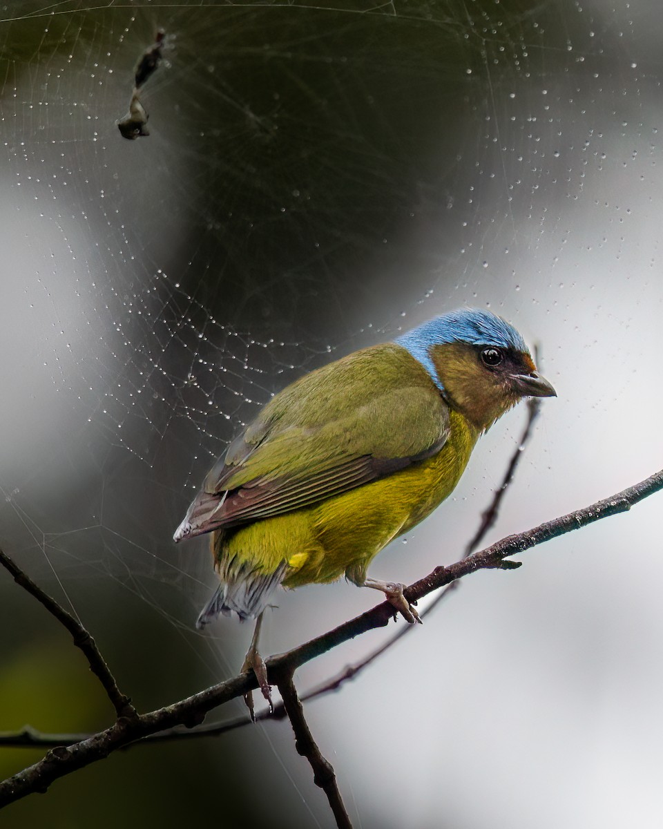 Elegant Euphonia - ML637891321