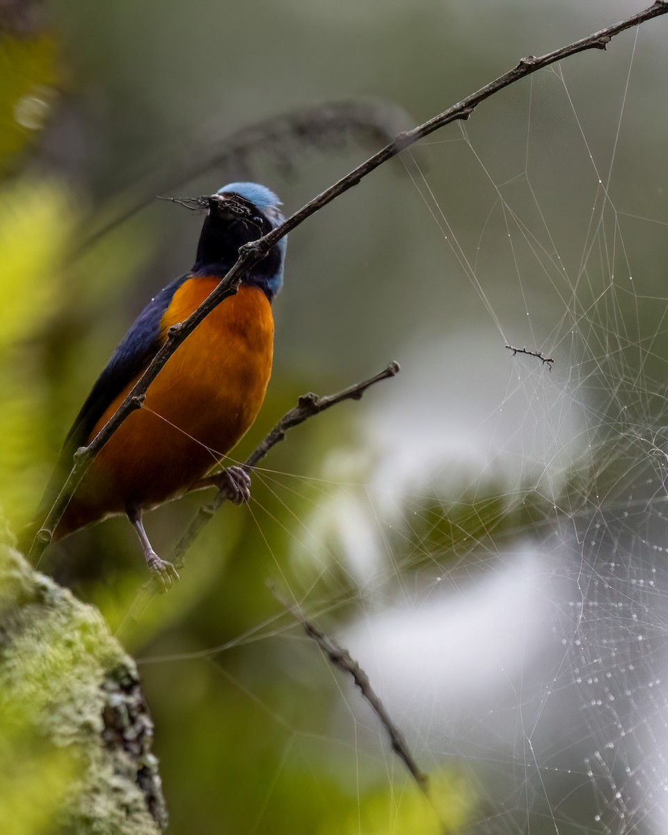 Elegant Euphonia - ML637891322