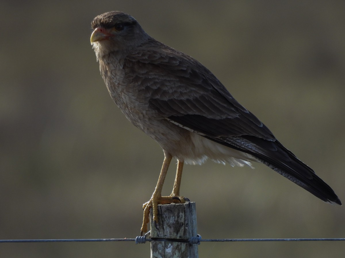 Chimango Caracara - ML637891369