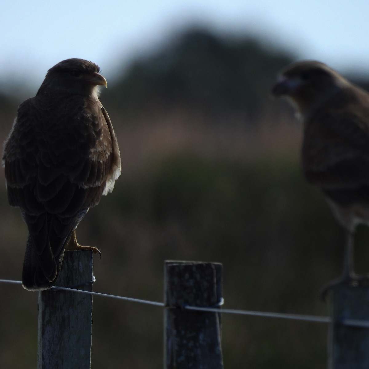 Chimango Caracara - ML637891370
