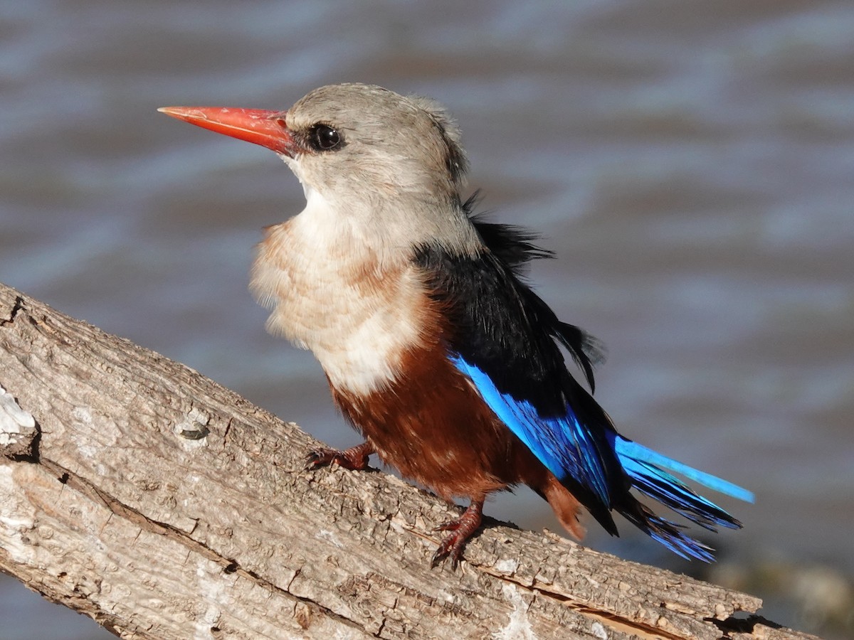 Gray-headed Kingfisher - ML637891376