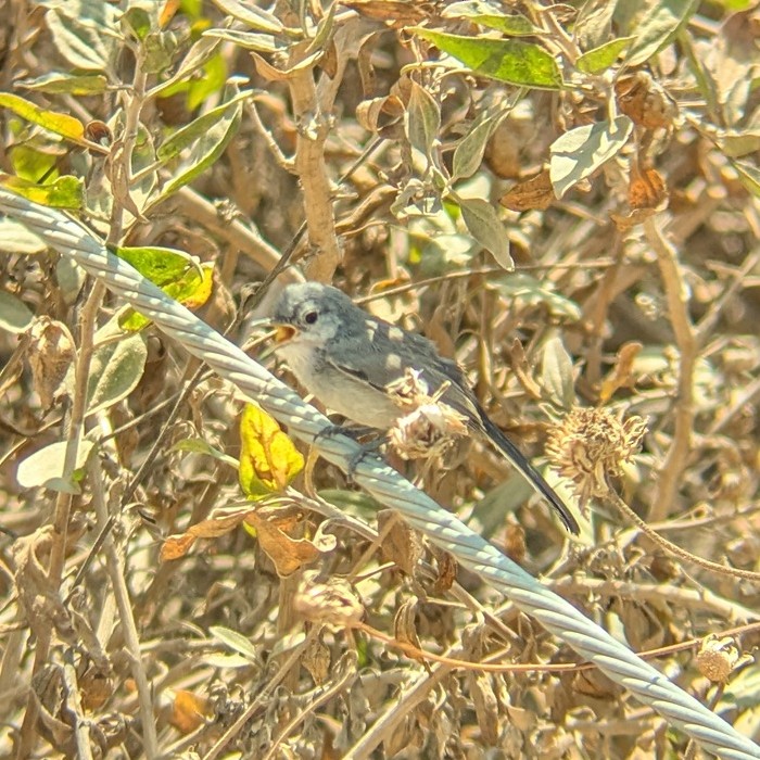 California Gnatcatcher - ML637891412