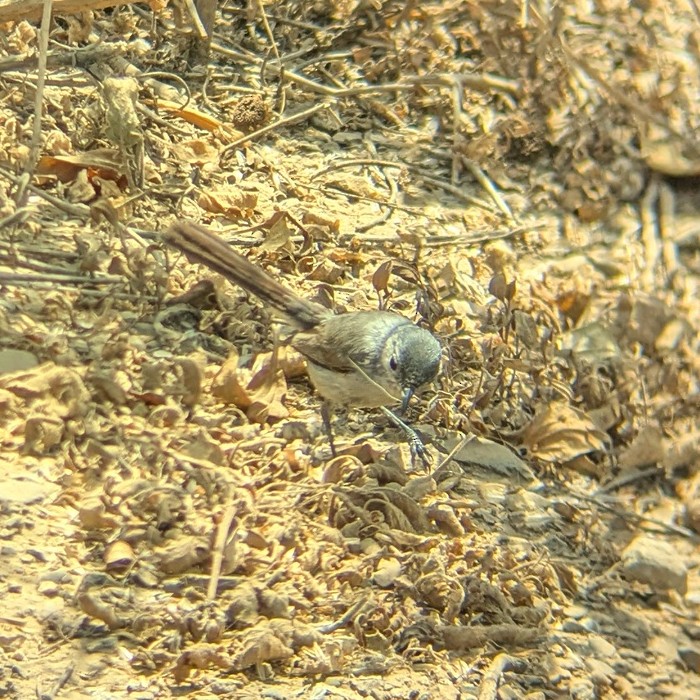 California Gnatcatcher - ML637891417