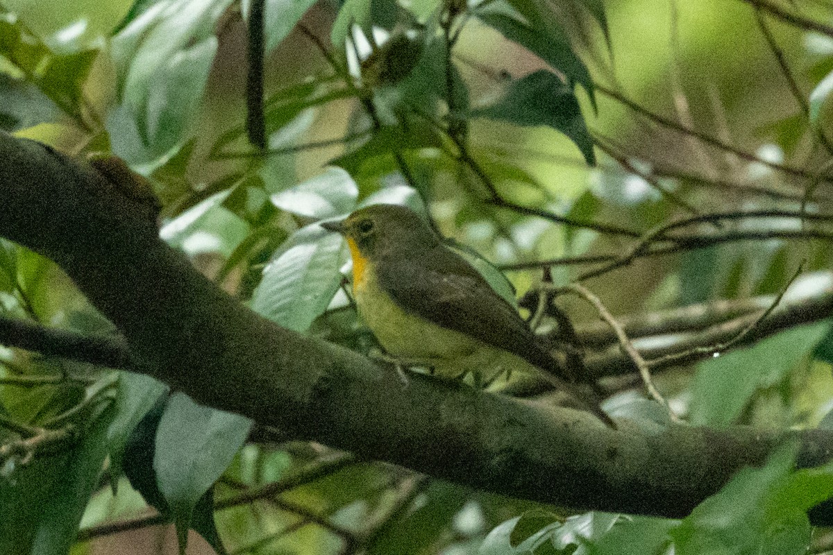 Ryukyu Flycatcher - ML637891420