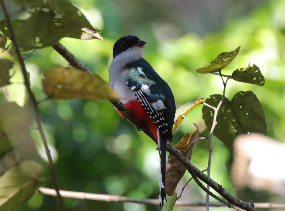 Cuban Trogon - ML637891436
