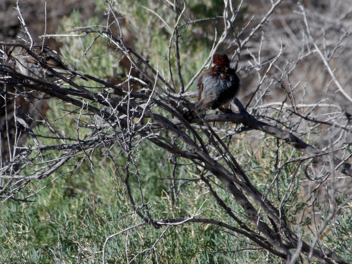 House Sparrow - ML637891466