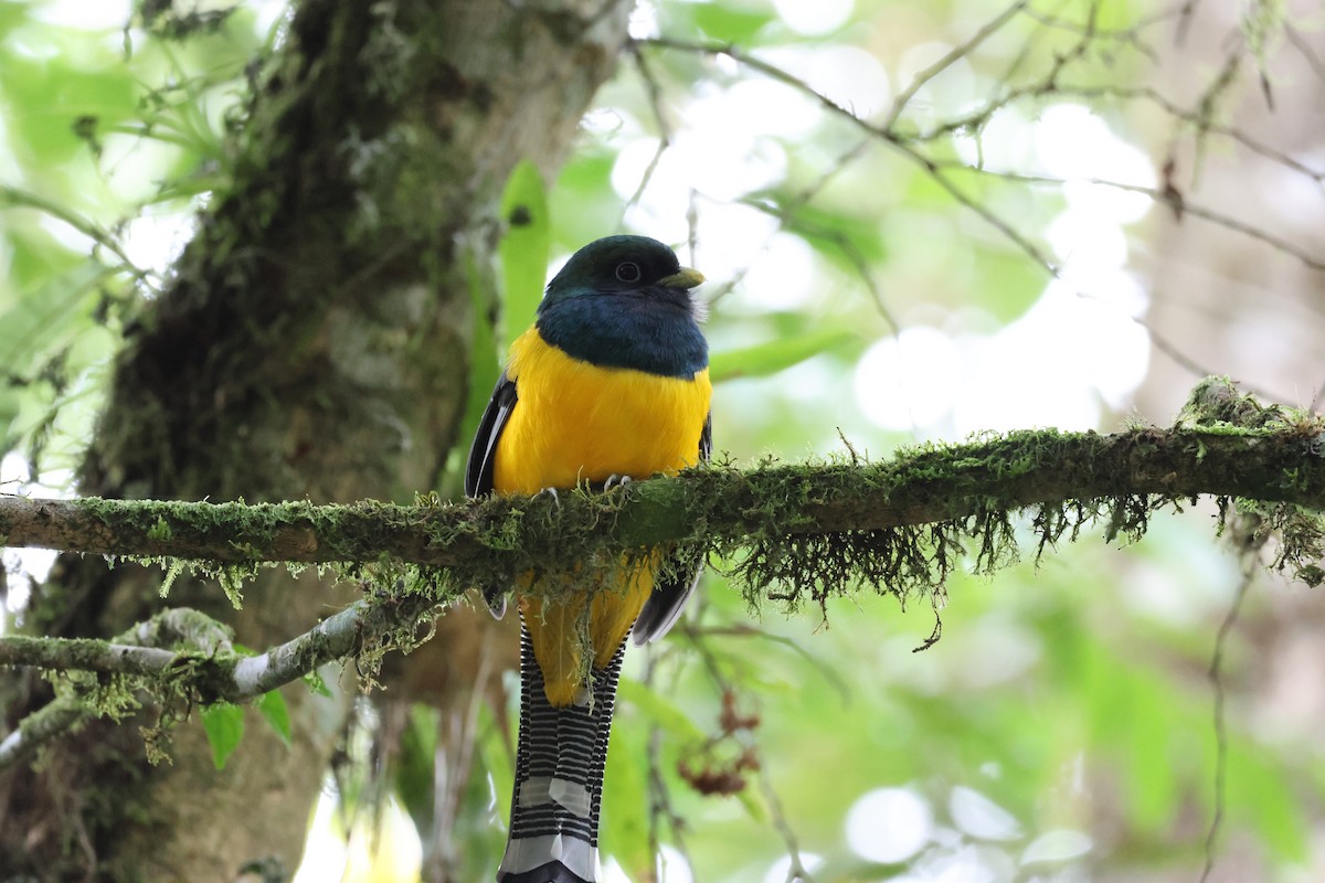 Atlantic Black-throated Trogon - ML637891468