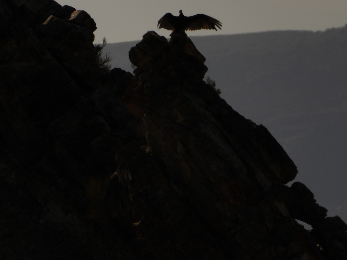 Turkey Vulture - ML637891470