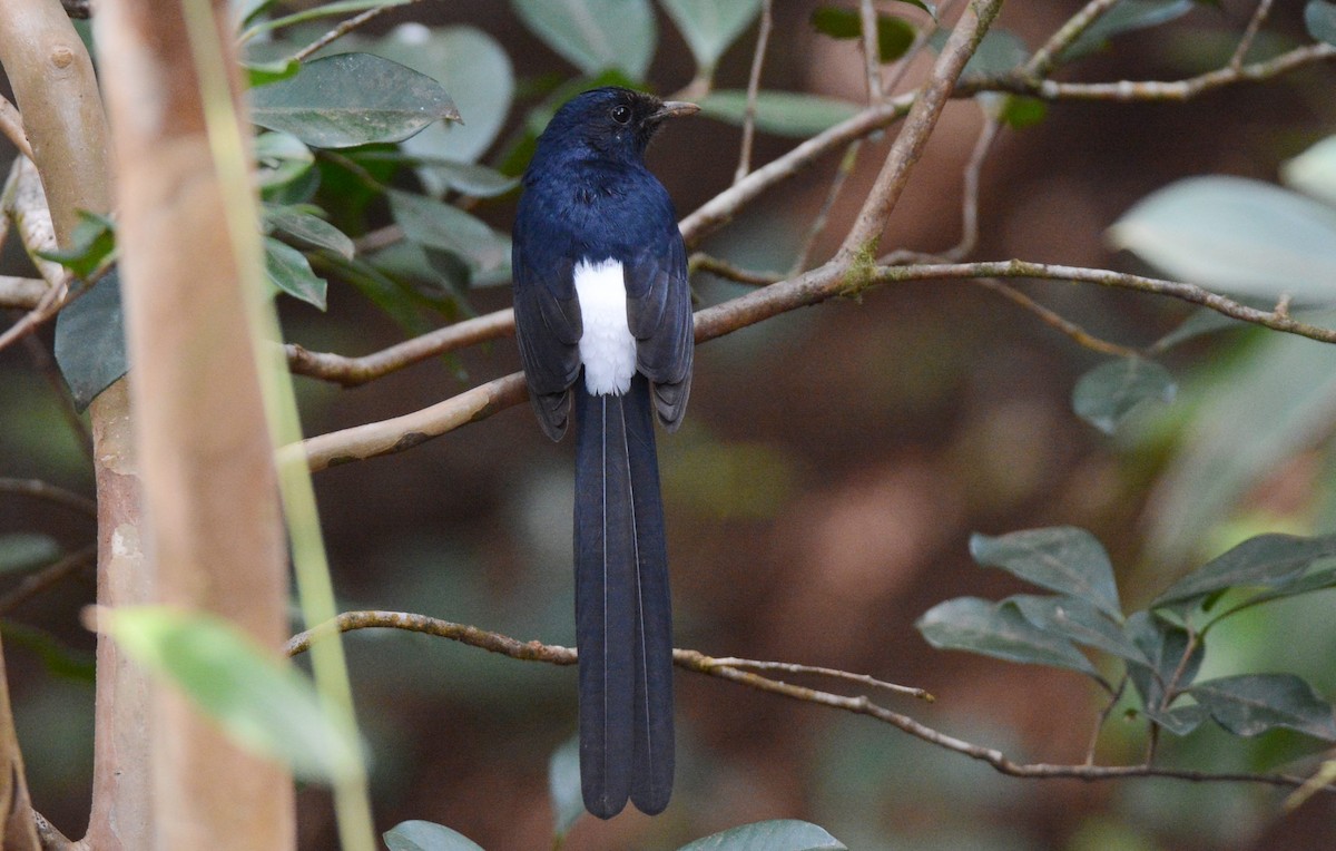 White-rumped Shama (White-rumped) - ML637891472