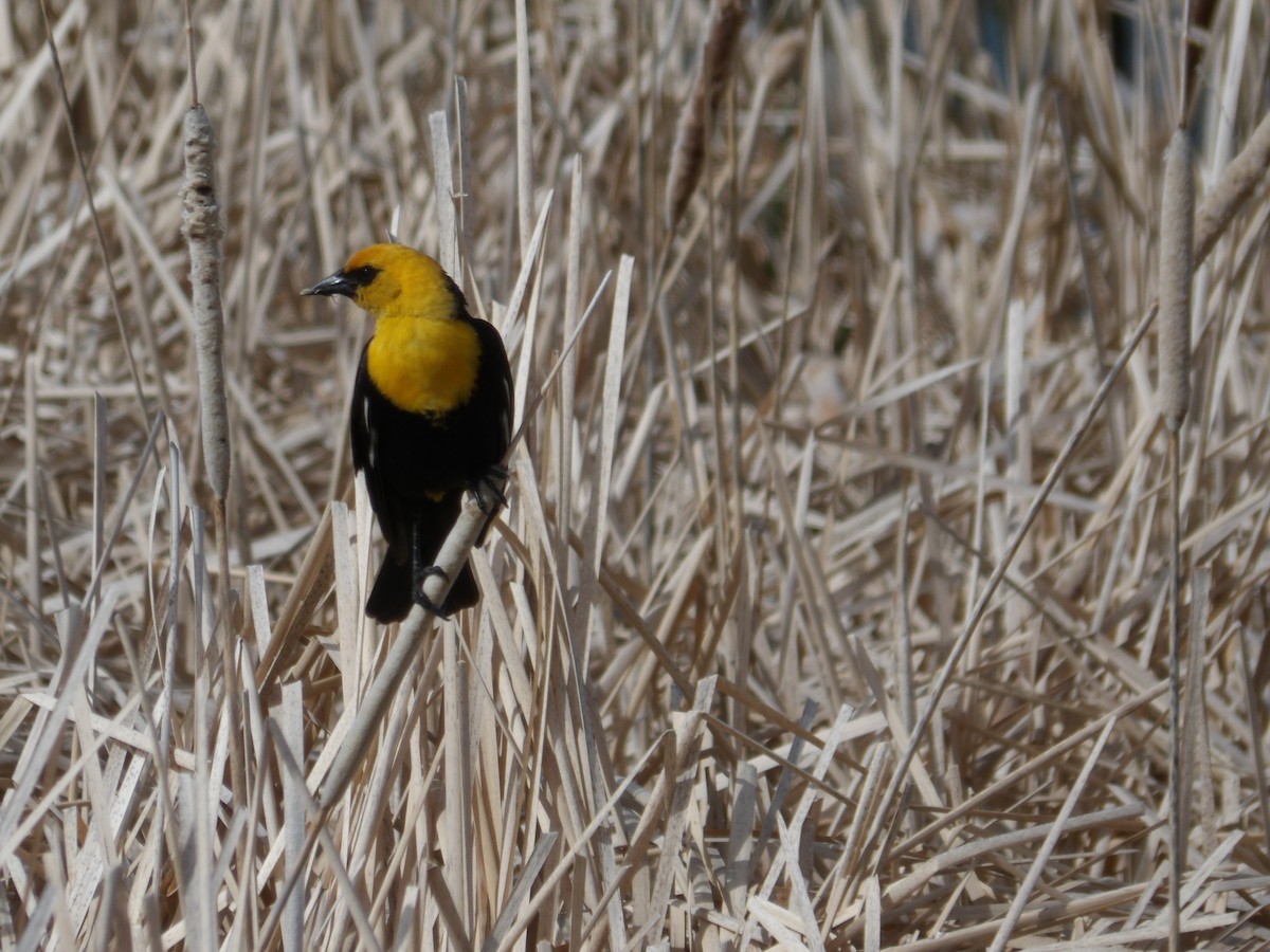 Yellow-headed Blackbird - ML637891523