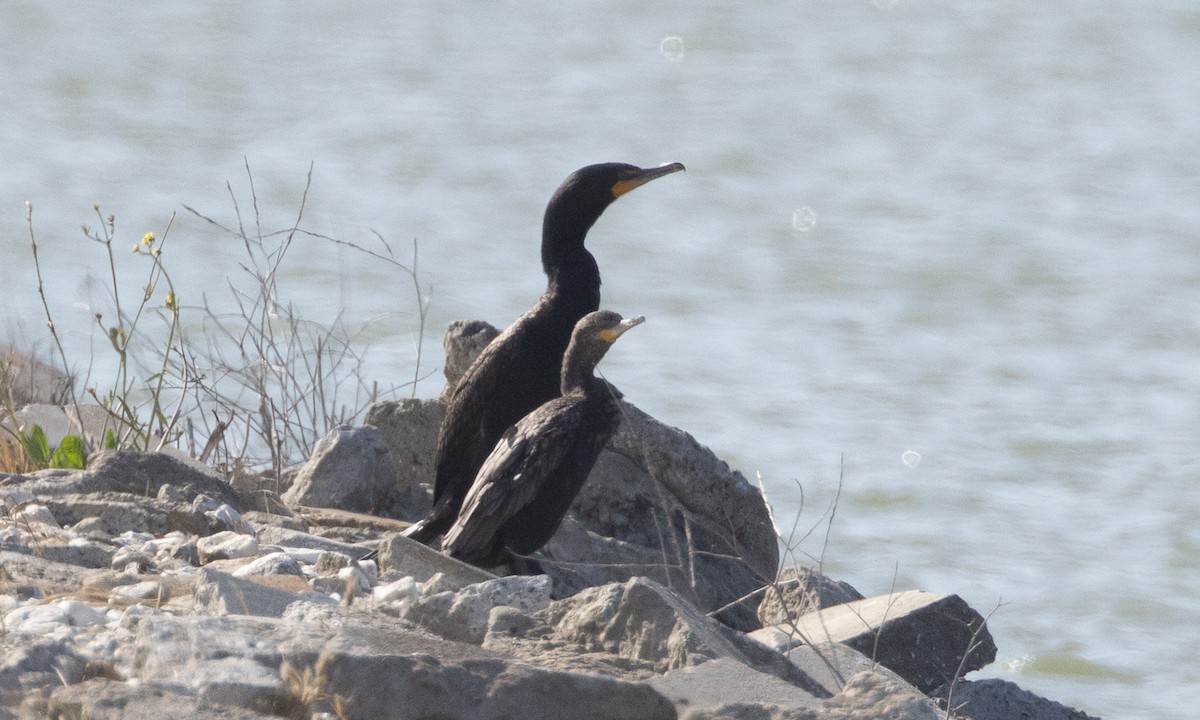 Neotropic Cormorant - ML637891553