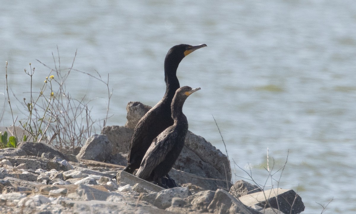 Neotropic Cormorant - ML637891554