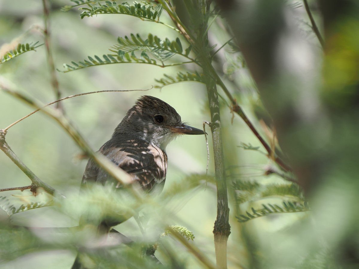 Brown-crested Flycatcher - ML637891574