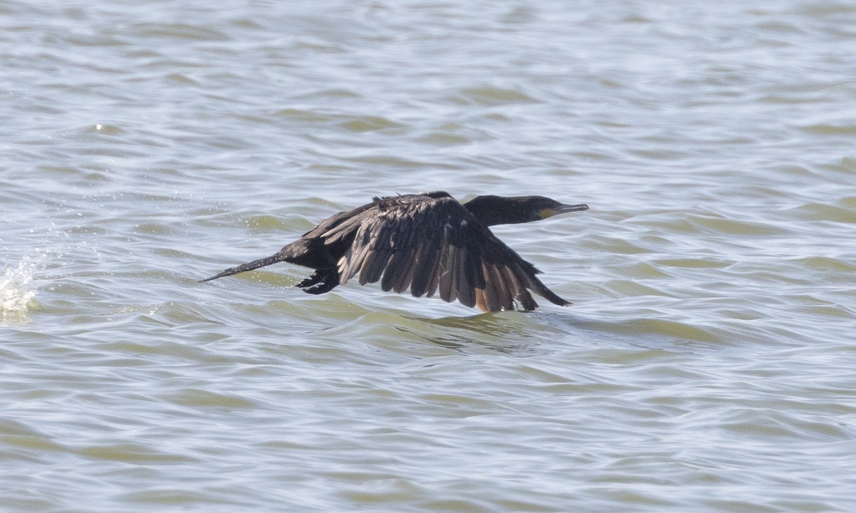 Neotropic Cormorant - ML637891576