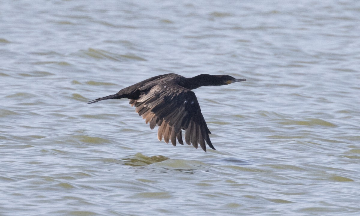 Neotropic Cormorant - ML637891580