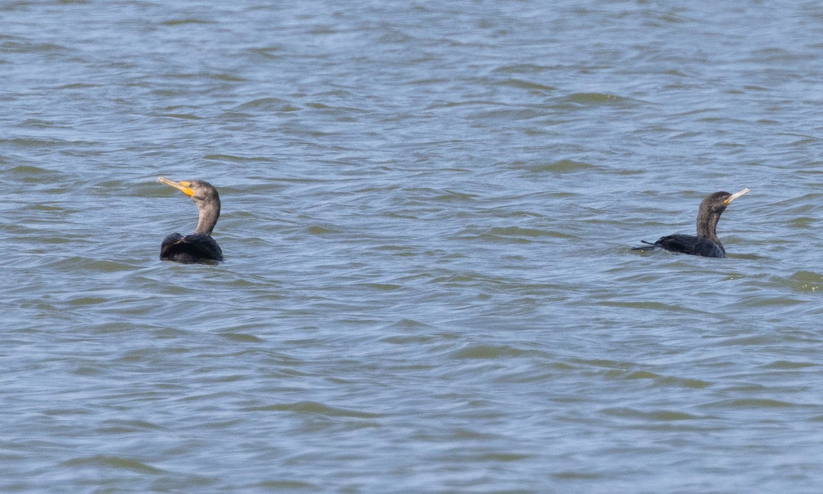 Neotropic Cormorant - ML637891586