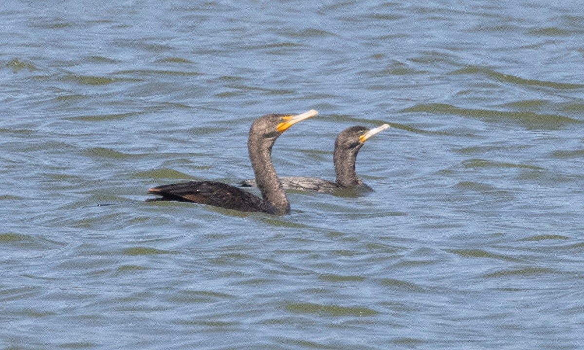 Neotropic Cormorant - ML637891597