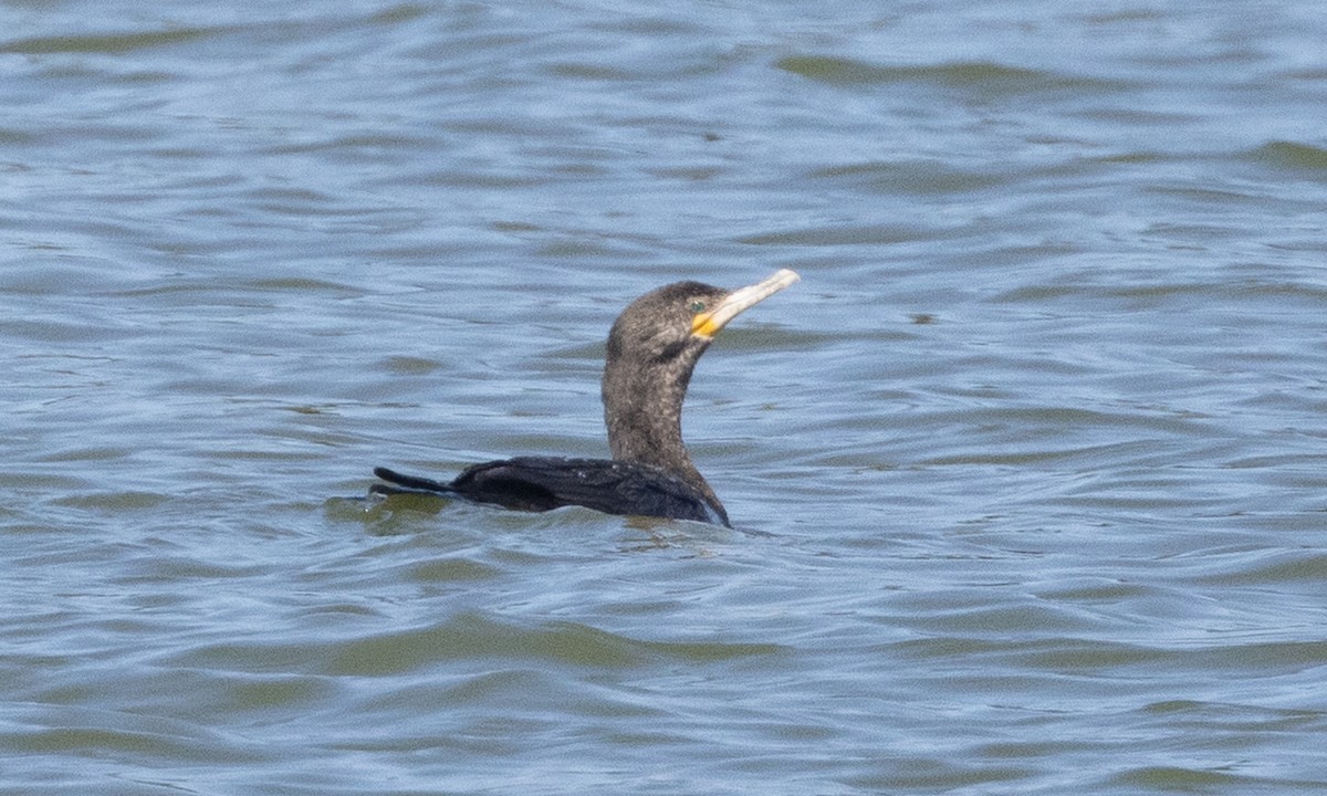 Neotropic Cormorant - ML637891601