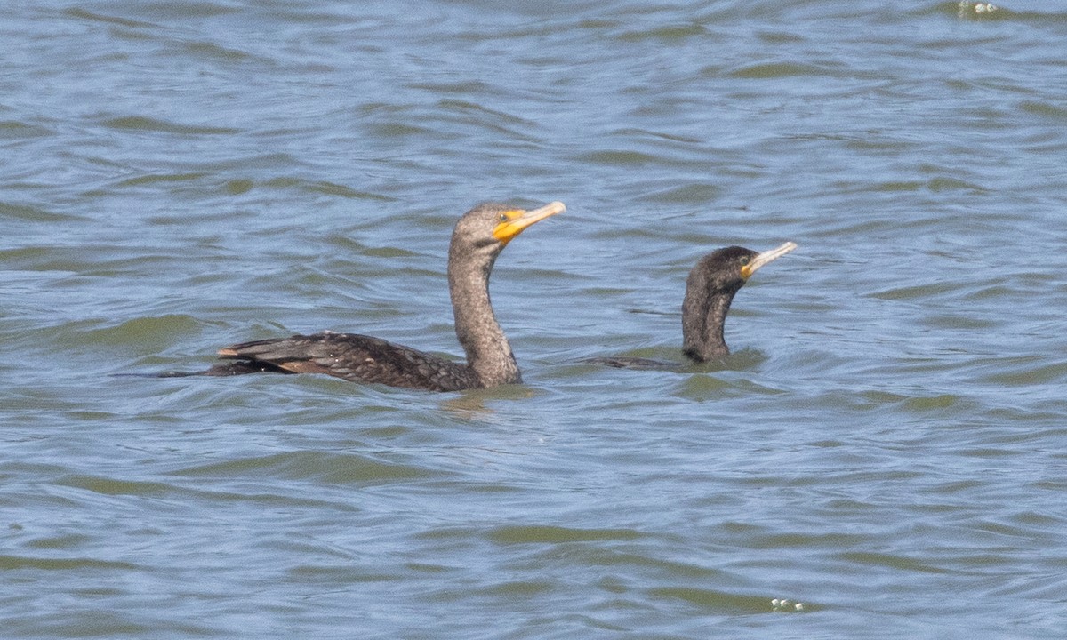 Neotropic Cormorant - ML637891602
