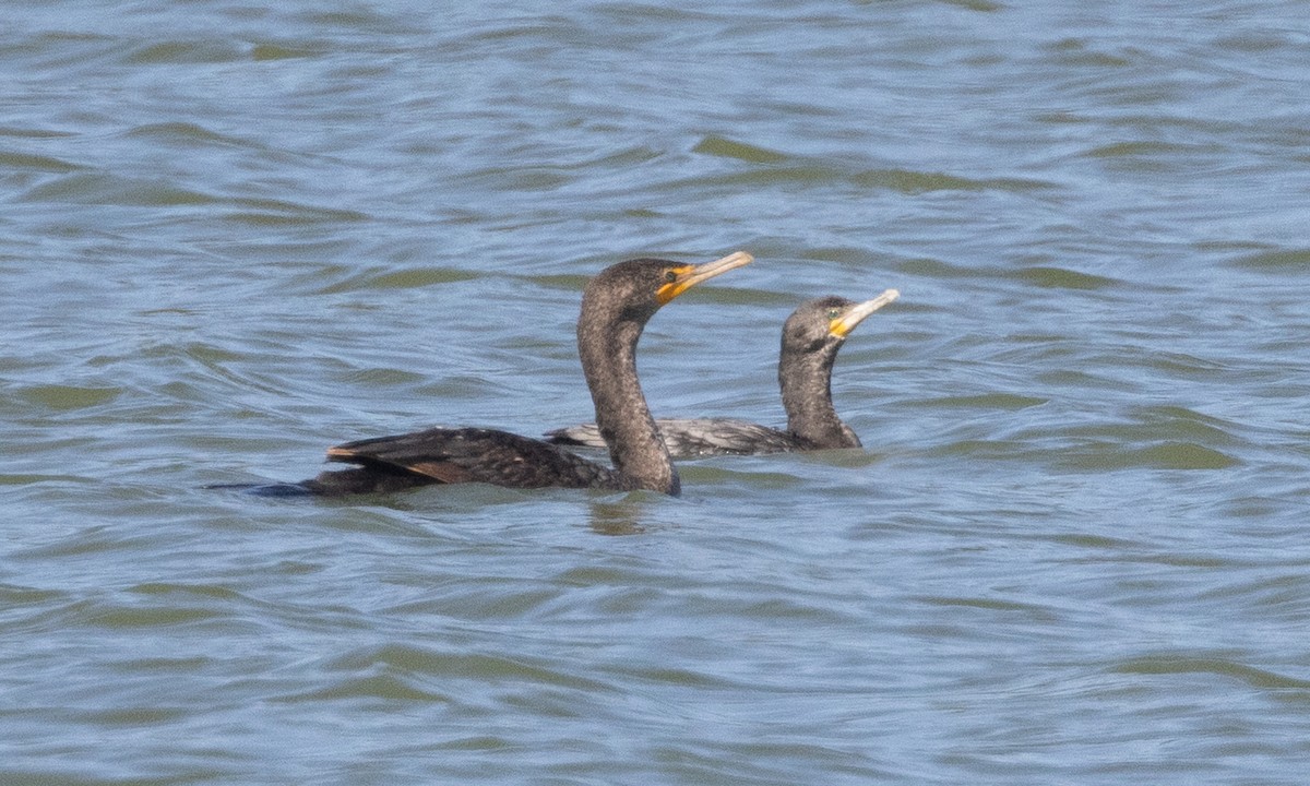 Neotropic Cormorant - ML637891603