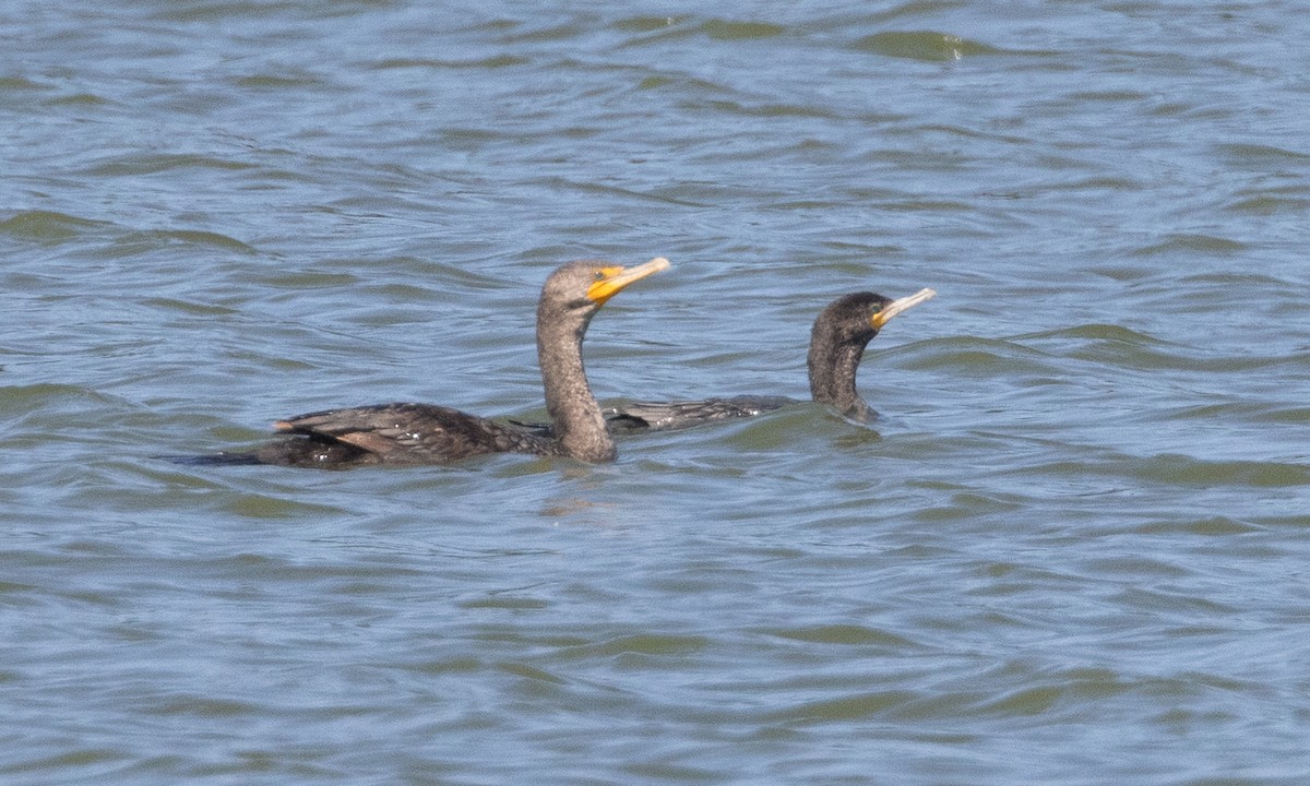 Neotropic Cormorant - ML637891606