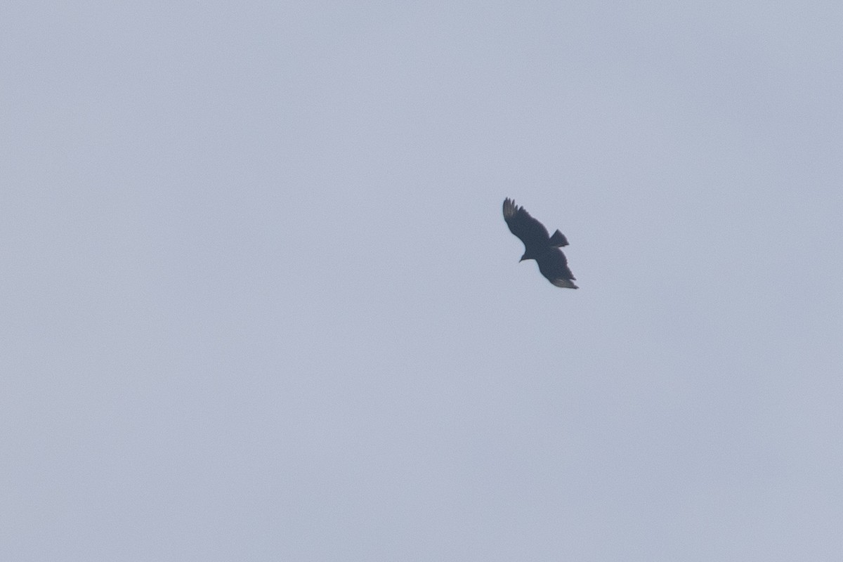 Black Vulture - ML637891616