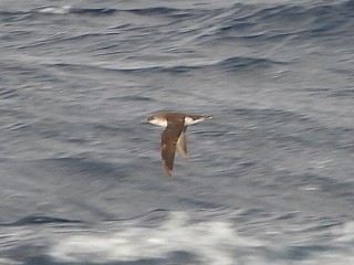 Hutton's Shearwater - ML637891618