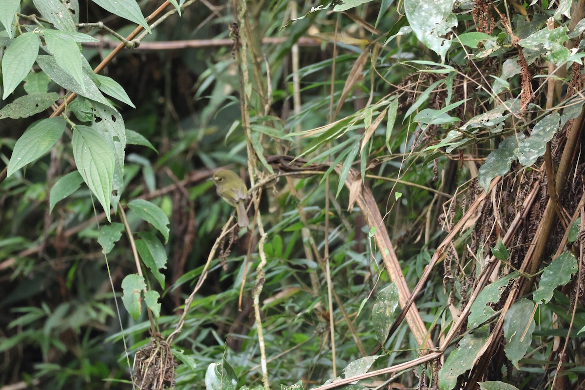 Drab-breasted Pygmy-Tyrant - ML637891619