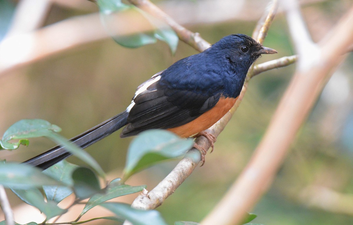 White-rumped Shama (White-rumped) - ML637891657