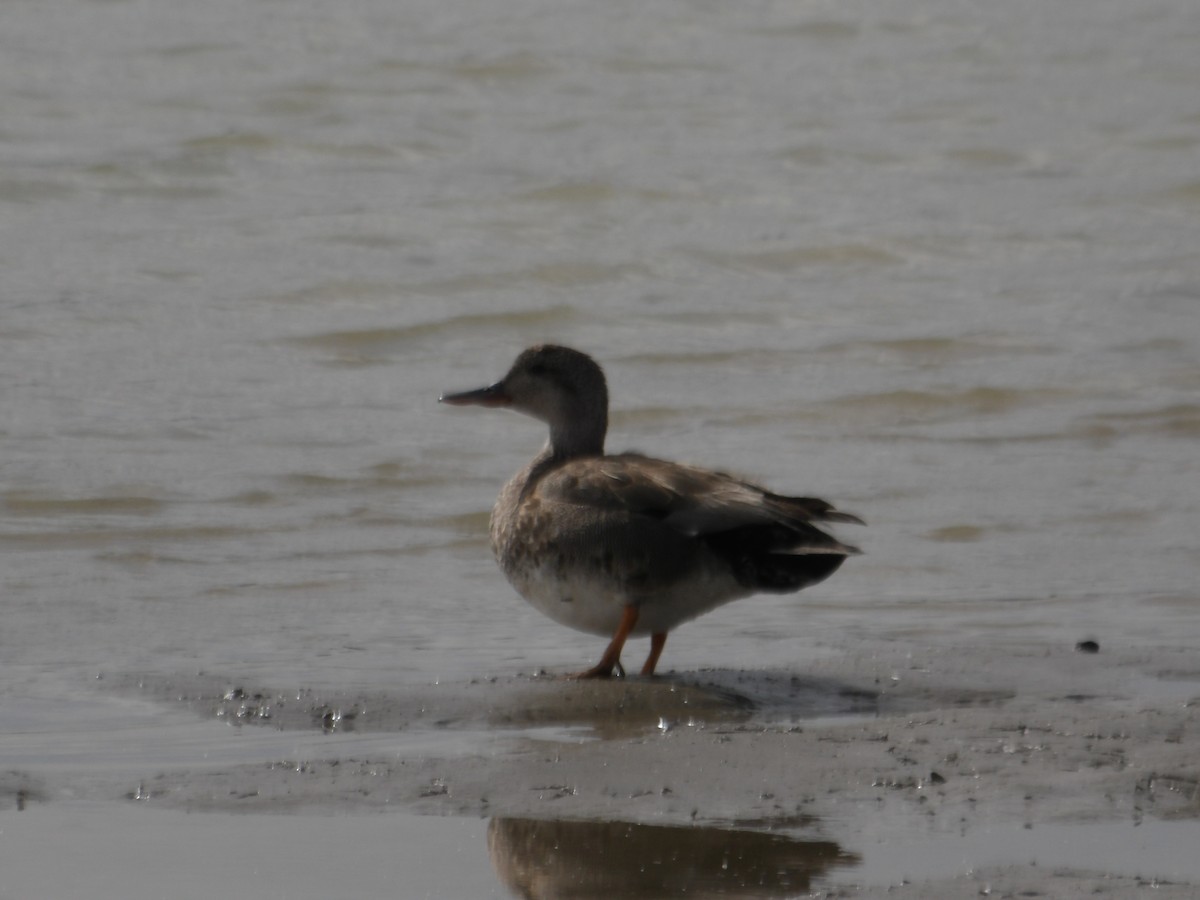 Gadwall - ML637891665