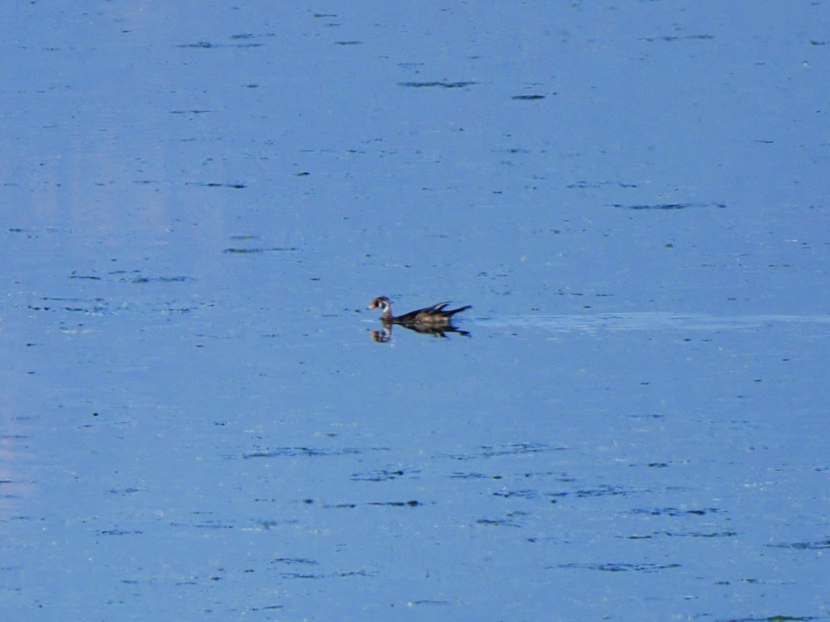 Wood Duck - ML637891682